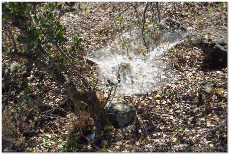 Telaraña gigante