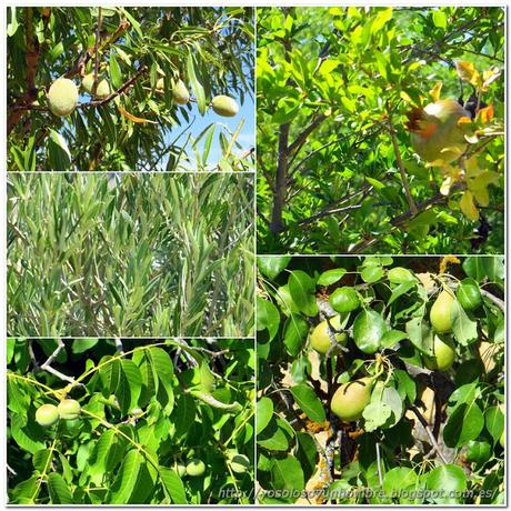 almendro, olivo, nogal, granado, peral