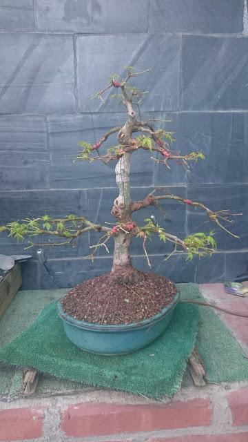 Acer Palmatum :defoliado de ultima hora