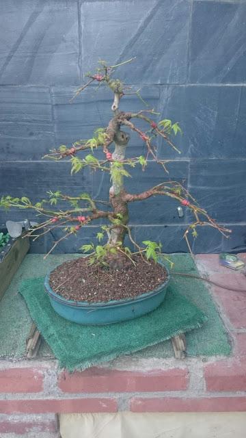 Acer Palmatum :defoliado de ultima hora