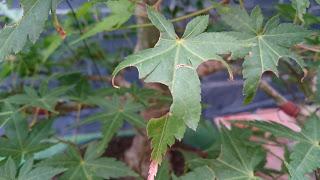 Acer Palmatum :defoliado de ultima hora