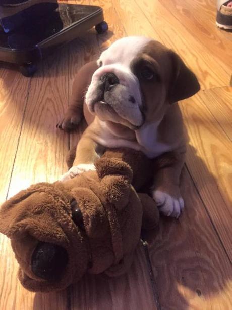 Pineapple shorts to meet Melon Image and video hosting by TinyPic