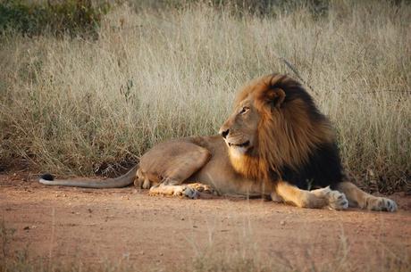 León descansando (Safaris en África)
