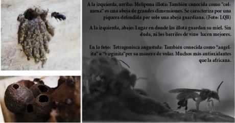 LA AMAZONIA DEPENDE DE LAS ABEJAS  - THE AMAZON DEPENDS ON THE BEES.