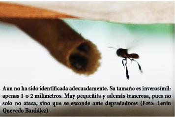 LA AMAZONIA DEPENDE DE LAS ABEJAS  - THE AMAZON DEPENDS ON THE BEES.