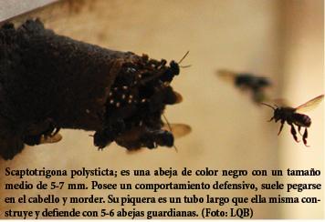 LA AMAZONIA DEPENDE DE LAS ABEJAS  - THE AMAZON DEPENDS ON THE BEES.
