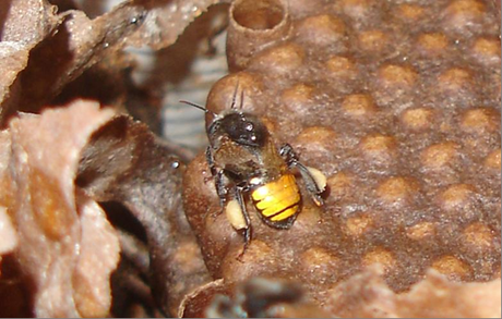 LA AMAZONIA DEPENDE DE LAS ABEJAS  - THE AMAZON DEPENDS ON THE BEES.