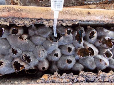 LA AMAZONIA DEPENDE DE LAS ABEJAS  - THE AMAZON DEPENDS ON THE BEES.