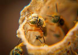 LA AMAZONIA DEPENDE DE LAS ABEJAS  - THE AMAZON DEPENDS ON THE BEES.