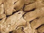 Levaduras ayudan entender fenómenos evolutivos