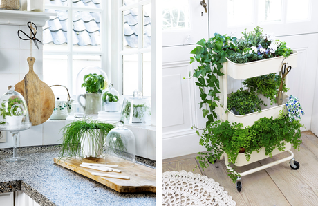 Plantas, imprescindibles en el hogar