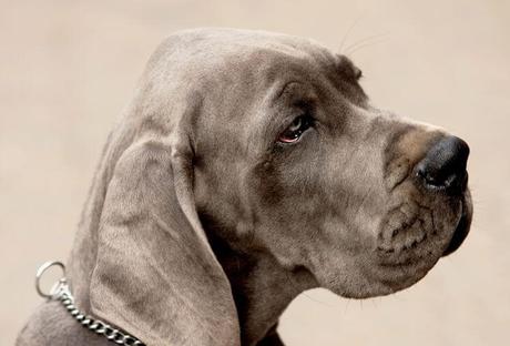 Conoce las 6 enfermedades oculares mas frecuentes en los perros