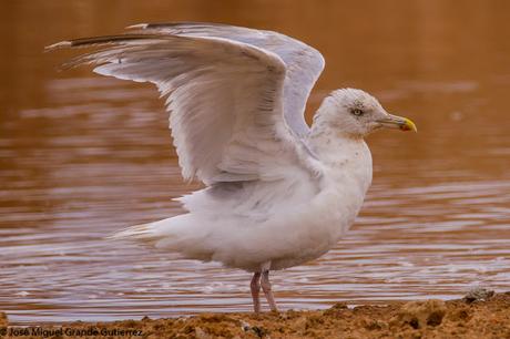 GAVIOTAS EN EL CULEBRETE-NAVARRA-GULLS