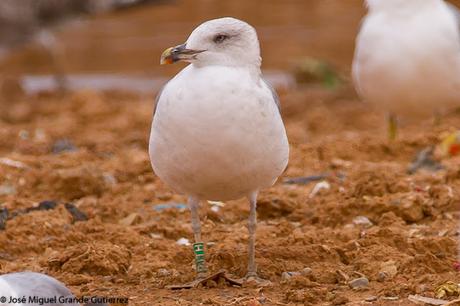 GAVIOTAS EN EL CULEBRETE-NAVARRA-GULLS