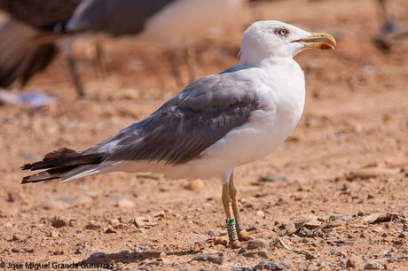 GAVIOTAS EN EL CULEBRETE-NAVARRA-GULLS