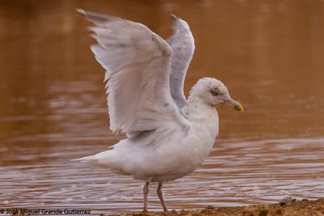 GAVIOTAS EN EL CULEBRETE-NAVARRA-GULLS