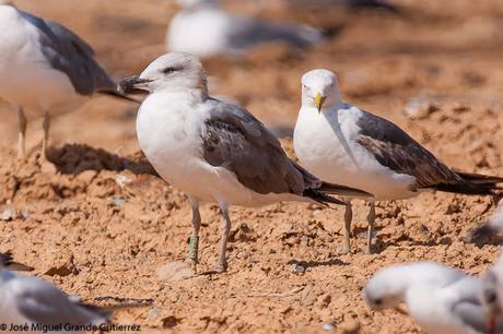 GAVIOTAS EN EL CULEBRETE-NAVARRA-GULLS