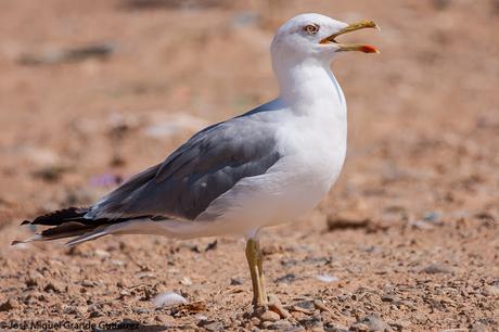 GAVIOTAS EN EL CULEBRETE-NAVARRA-GULLS