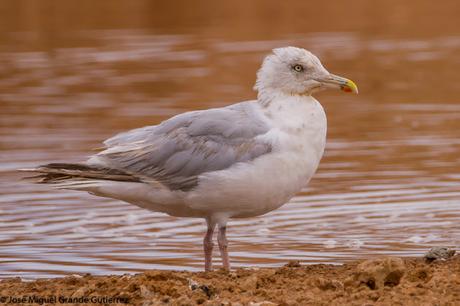 GAVIOTAS EN EL CULEBRETE-NAVARRA-GULLS