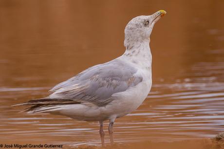 GAVIOTAS EN EL CULEBRETE-NAVARRA-GULLS