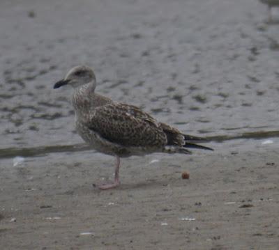 Las gaviotas llegan