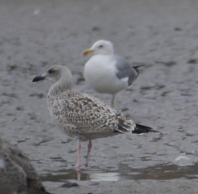 Las gaviotas llegan