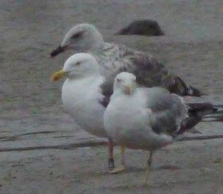 Las gaviotas llegan