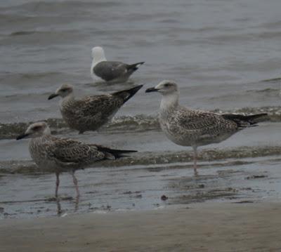 Las gaviotas llegan