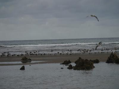 Las gaviotas llegan