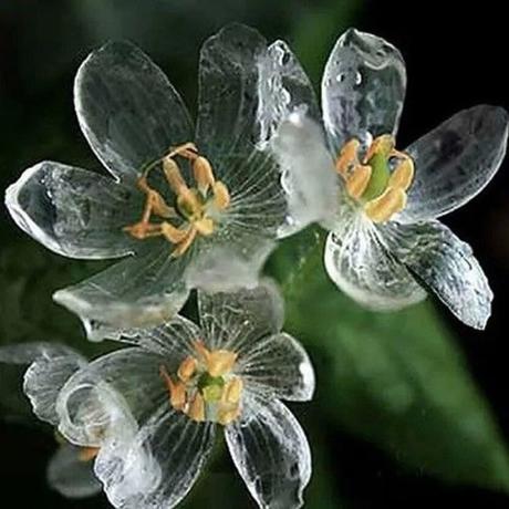 flores-transparentes-06