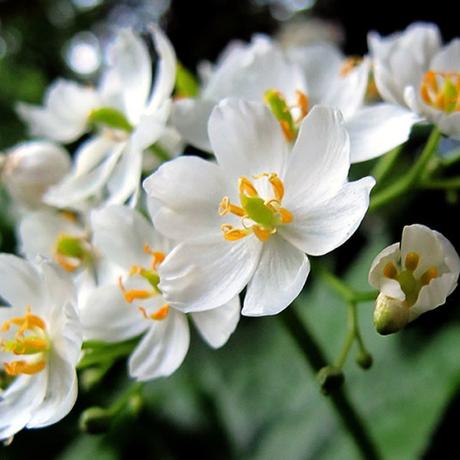 flores-transparentes-08