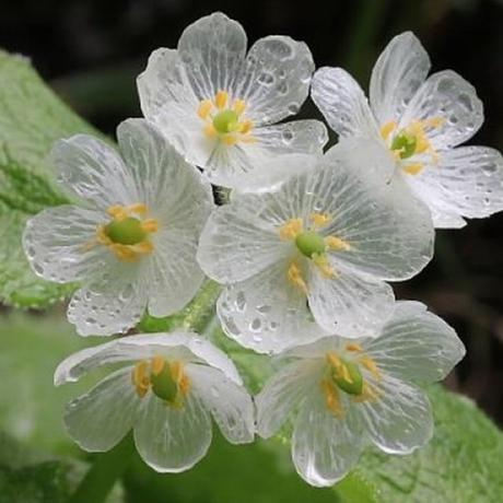 flores-transparentes-07