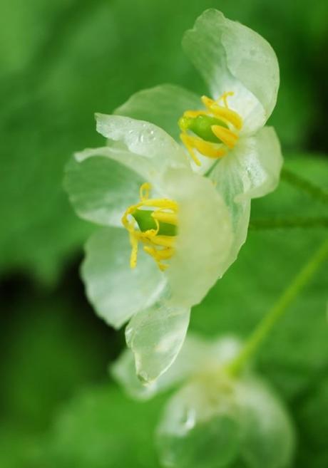 flores-transparentes-10