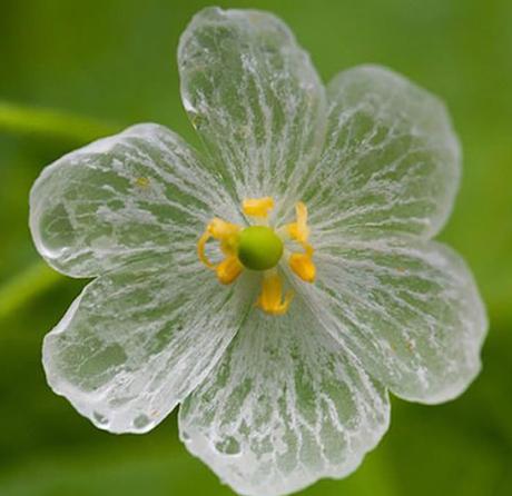 flores-transparentes-02