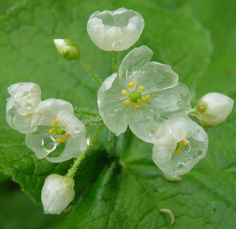 flores-transparentes-04