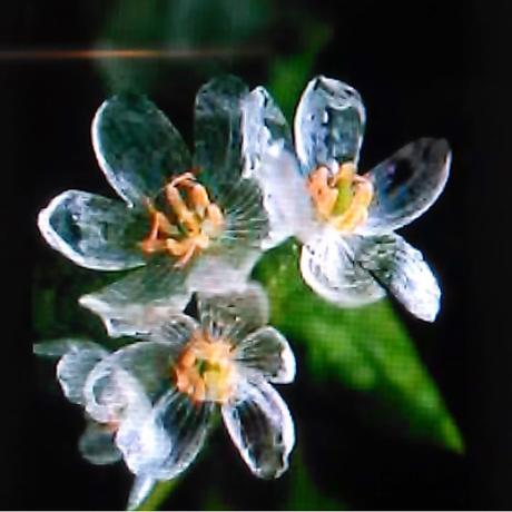 flores-transparentes-09