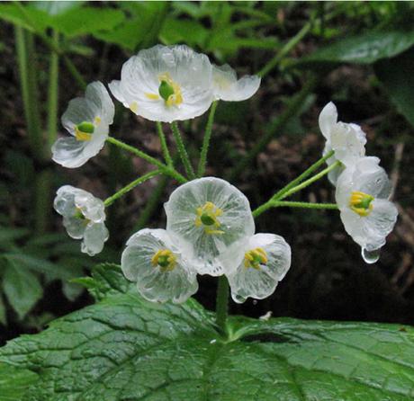 flores-transparentes-03