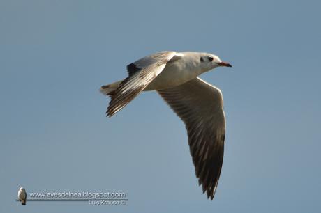 Gaviota capucho café (Brown-hooded gull) Larus maculipennis