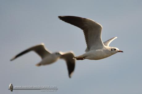 Gaviota capucho café (Brown-hooded gull) Larus maculipennis