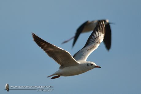 Gaviota capucho café (Brown-hooded gull) Larus maculipennis