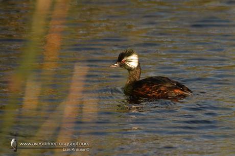 Macá común (White-tufted Grebe) Rollandia rolland