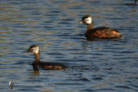 Macá común (White-tufted Grebe) Rollandia rolland