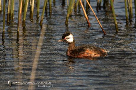 Macá común (White-tufted Grebe) Rollandia rolland