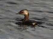 Macá común (White-tufted Grebe) Rollandia rolland
