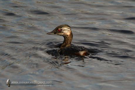 Macá común (White-tufted Grebe) Rollandia rolland
