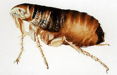 10 Remedios caseros para eliminar las pulgas en perros