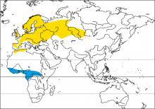 Unos cuantos cerrojillos