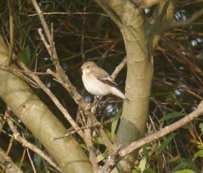 Unos cuantos cerrojillos