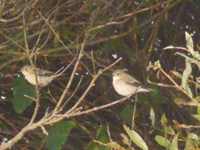 Unos cuantos cerrojillos