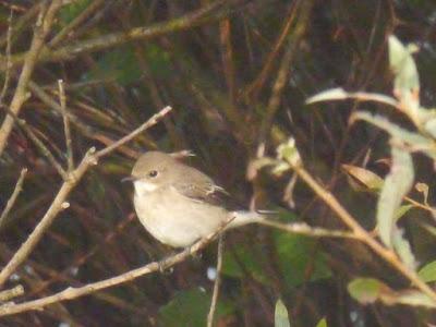 Unos cuantos cerrojillos